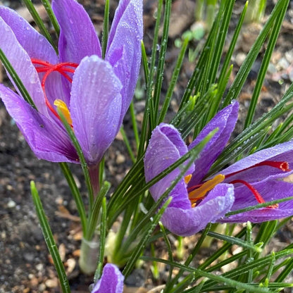 Crocus Sativus Seeds  - Herbal Plant
