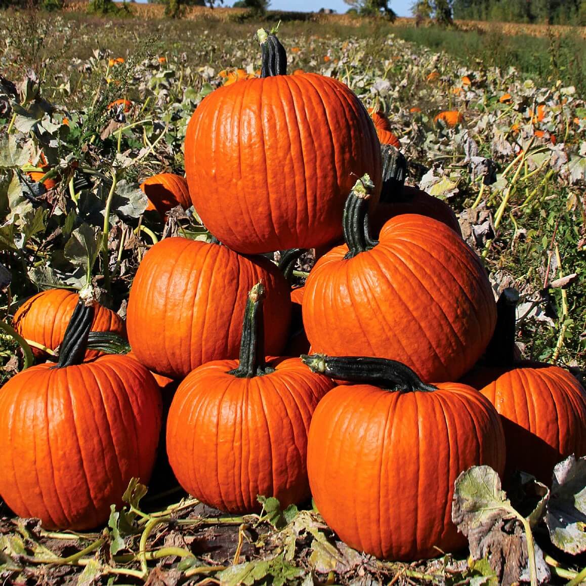 Cronus Pumpkin Seeds