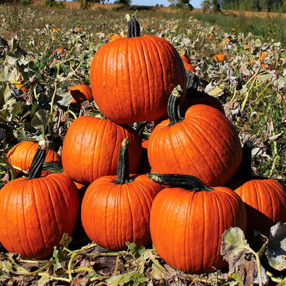 Cronus Pumpkin Seeds