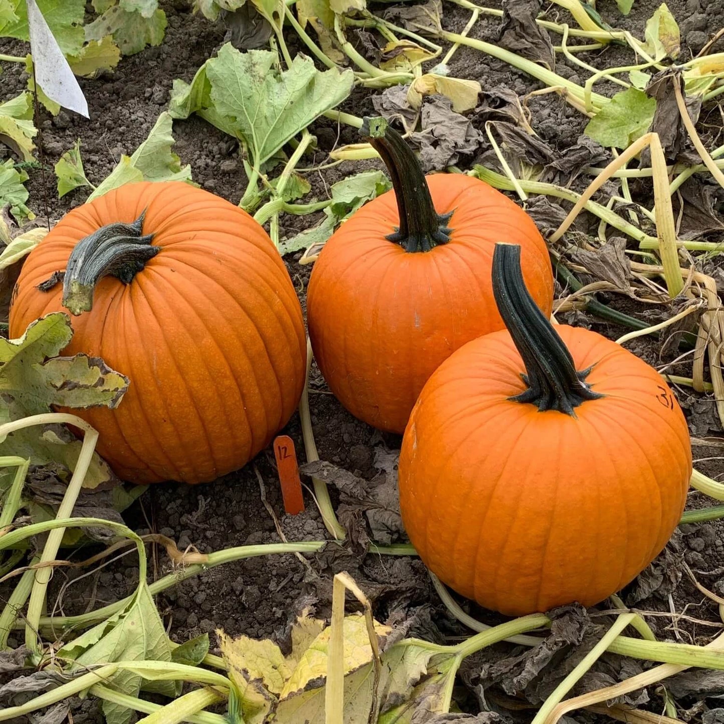 Cronus Pumpkin Seeds