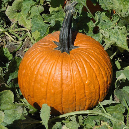 Cronus Pumpkin Seeds