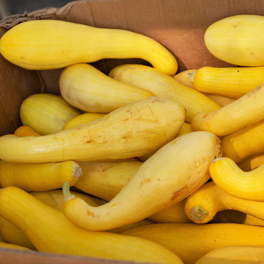 Crookneck Yellow Squash Seeds 
