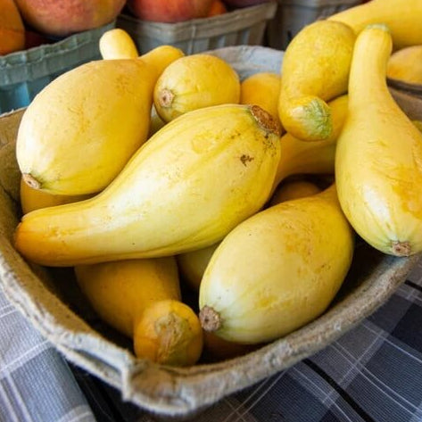 Crookneck Yellow Squash Seeds 