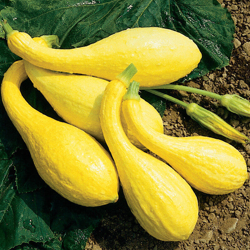 Crookneck Yellow Squash Seeds 