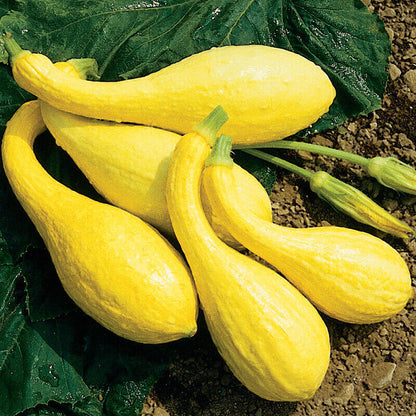 Crookneck Yellow Squash Seeds 