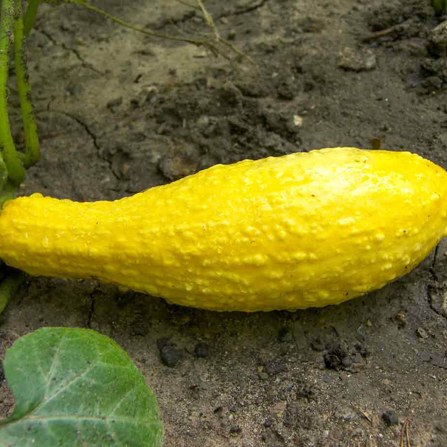 Crookneck squash seeds - Vegetable Plant