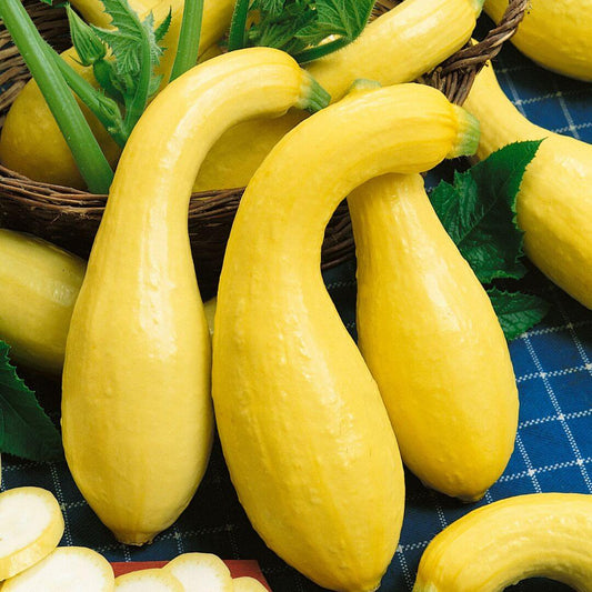Crookneck squash seeds - Vegetable Plant