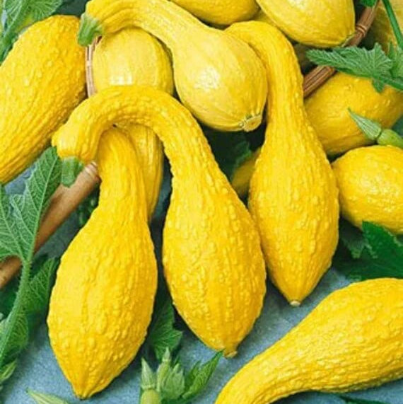 Crookneck squash seeds - Vegetable Plant
