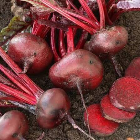 Crosby Egyptian Beet Seeds 