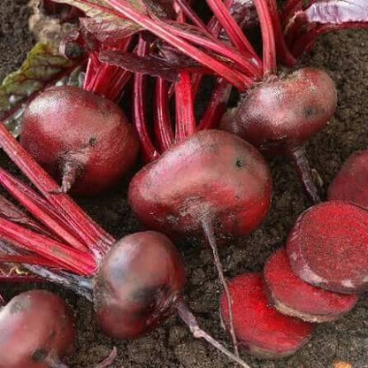 Crosby Egyptian Beet Seeds 