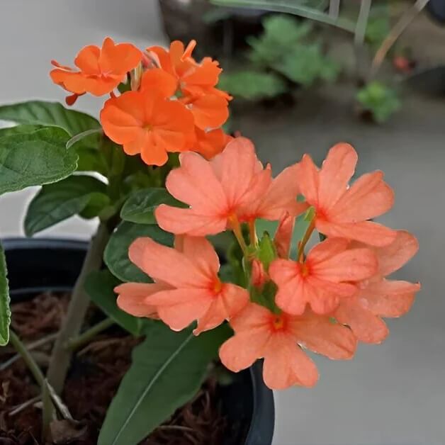 Crossandra Seeds