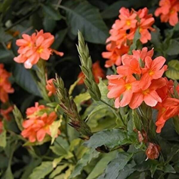 Crossandra Seeds