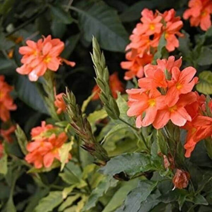 Crossandra Seeds
