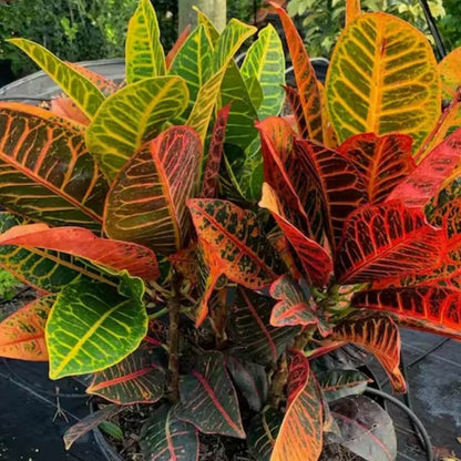 Croton Seeds 