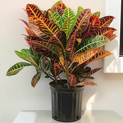 Croton Seeds 