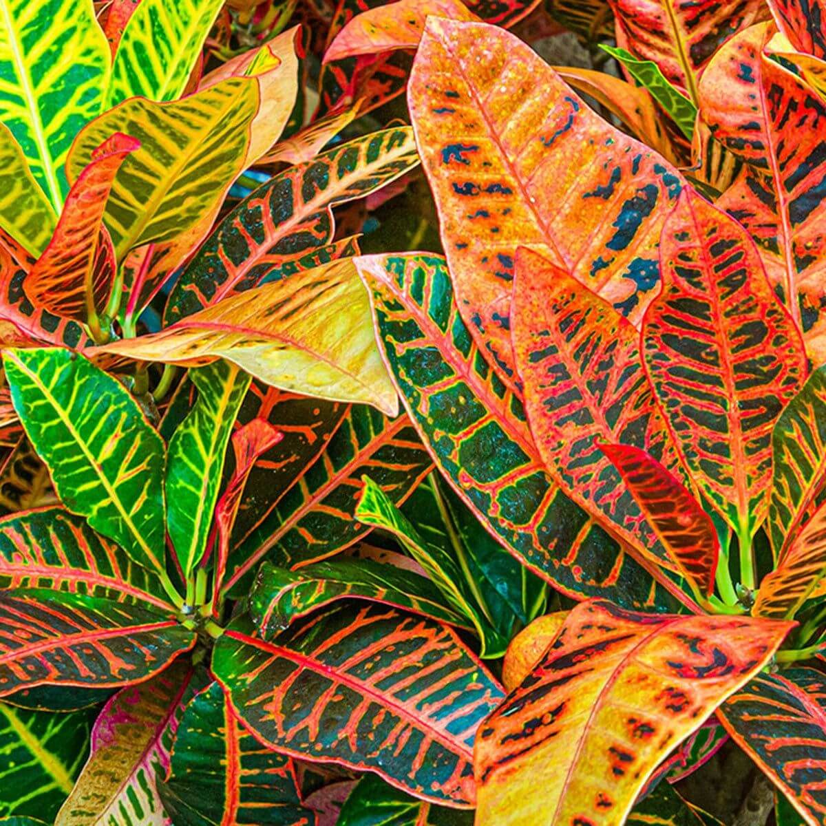 Croton Seeds 