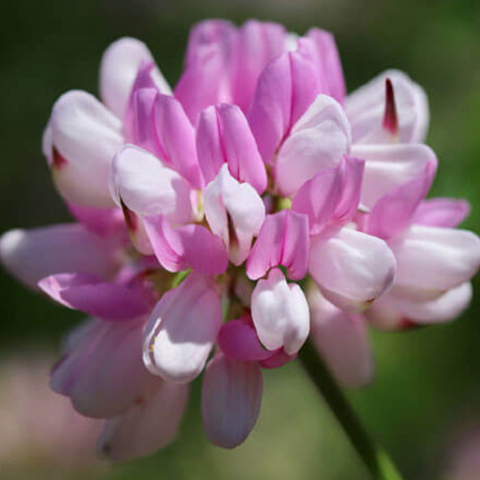 Crown Vetch Seeds - Herbal Plant