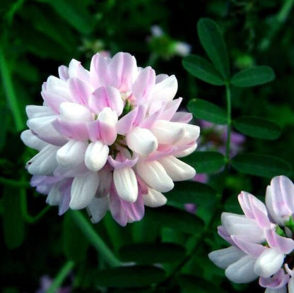 Crown Vetch Seeds - Herbal Plant