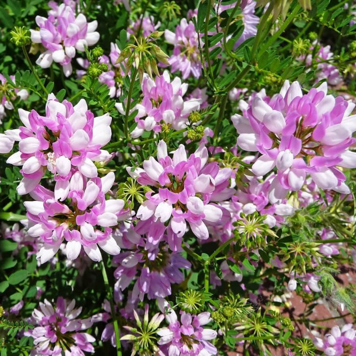 Crown Vetch Seeds - Herbal Plant
