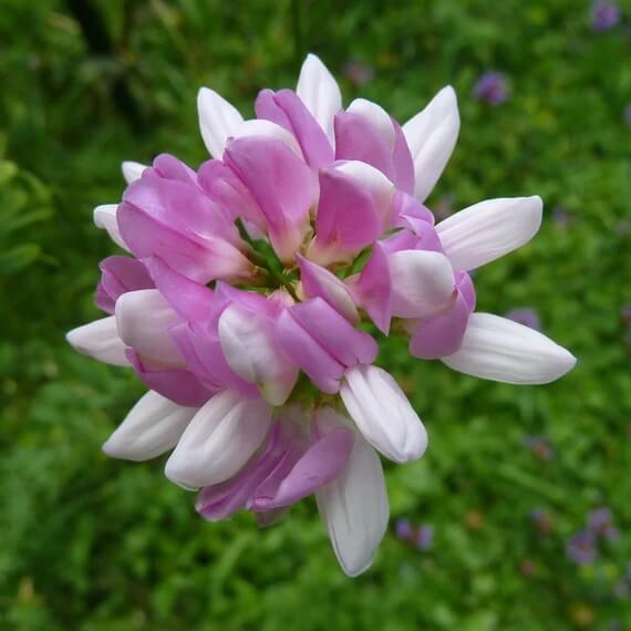 Crown Vetch Seeds for Sale - Heirloom Flower Plant for Home Gardens