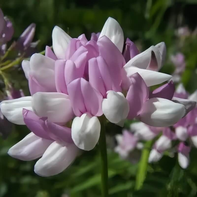 Crown Vetch Seeds for Sale - Heirloom Flower Plant for Home Gardens