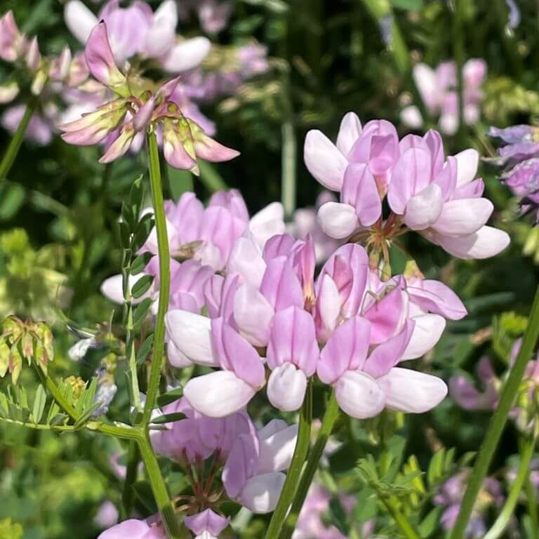 Crown Vetch Seeds for Sale - Heirloom Flower Plant for Home Gardens