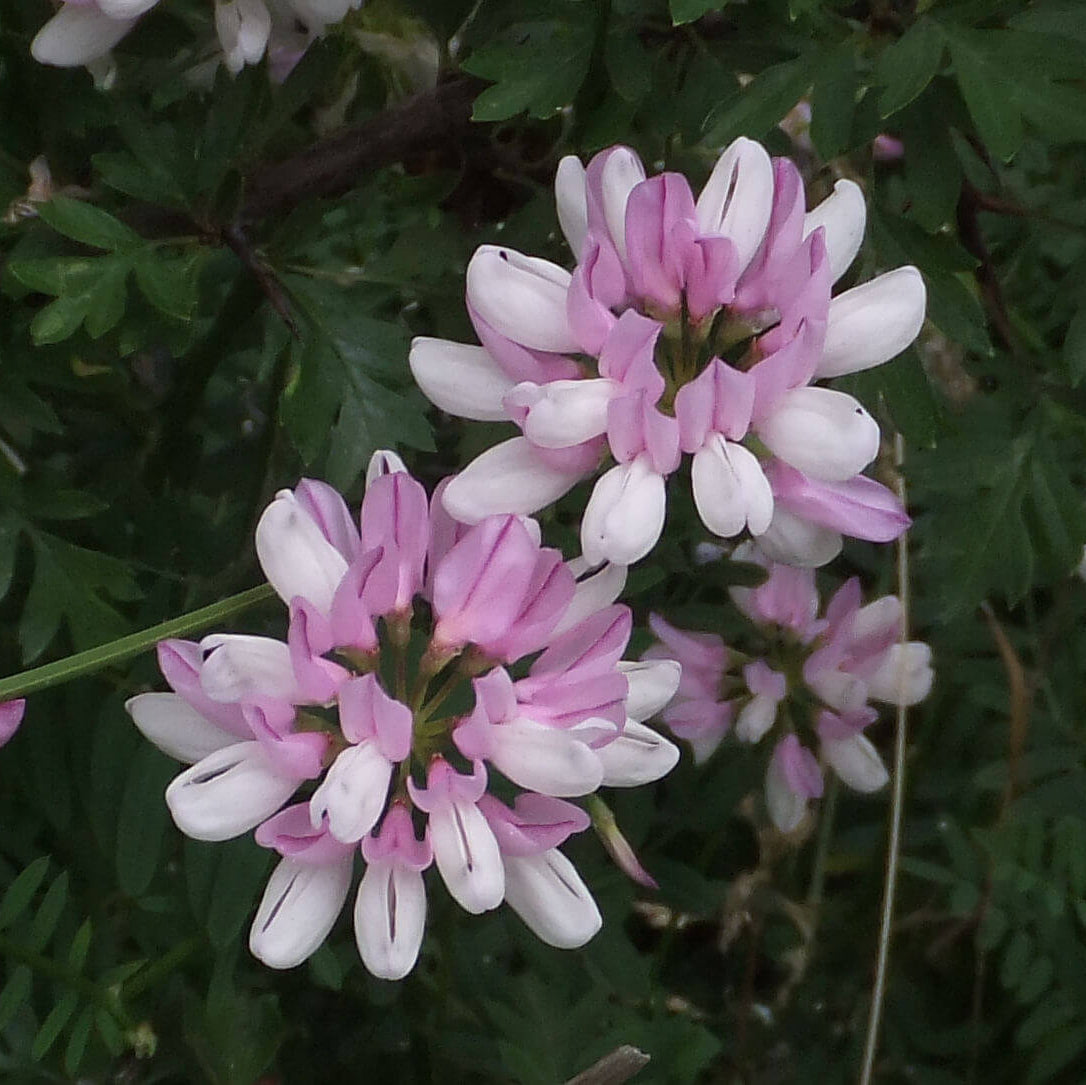 Crown Vetch Seeds for Sale - Heirloom Flower Plant for Home Gardens