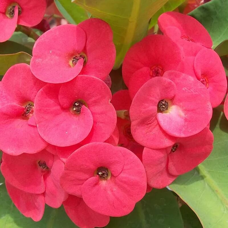 Crown of Thorns Plant Euphorbia Milii Seeds