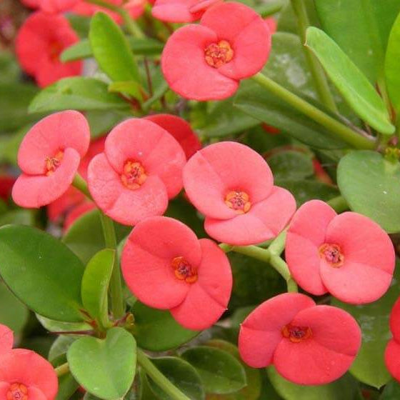 Crown of Thorns Plant Euphorbia Milii Seeds