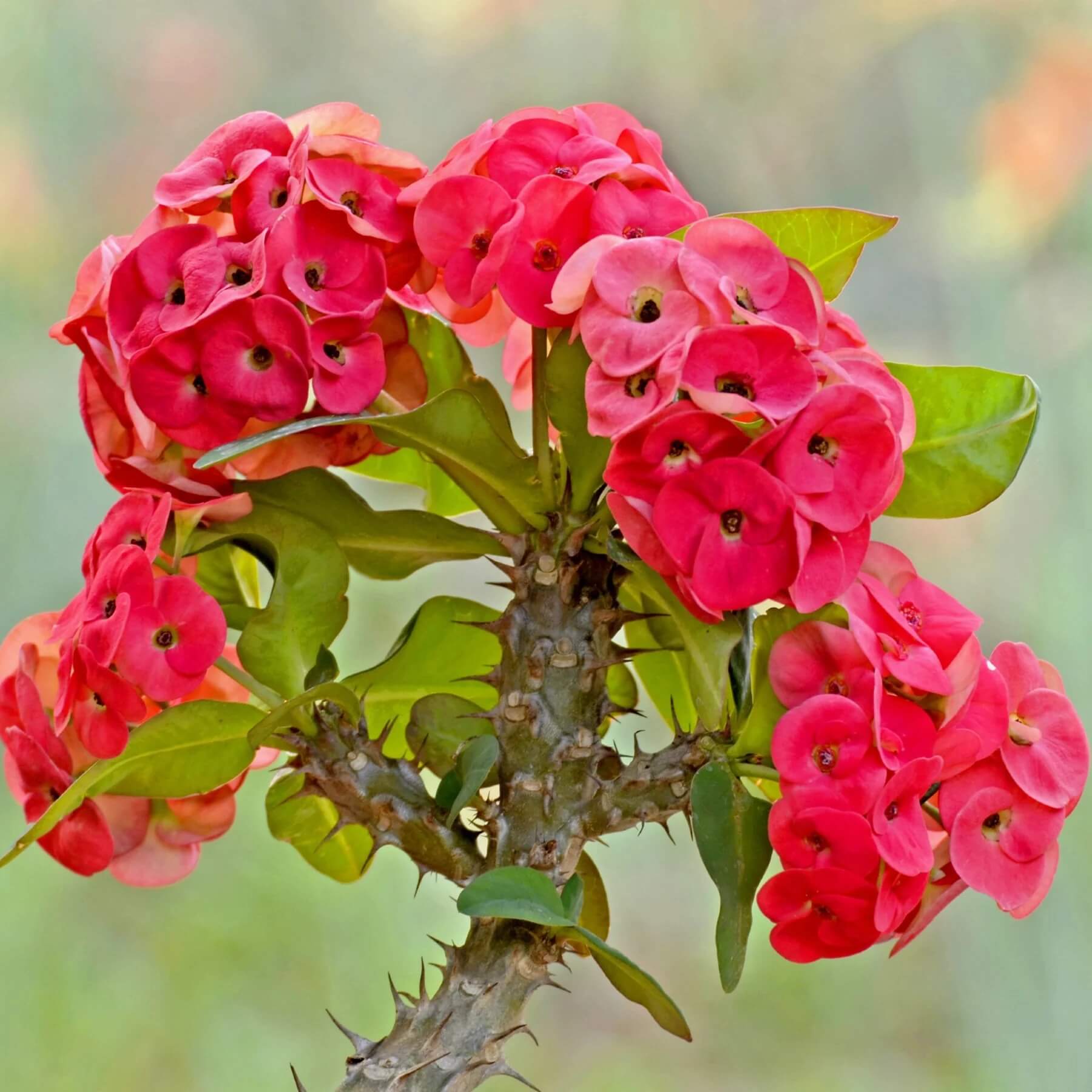 Crown of Thorns Plant Euphorbia Milii Seeds