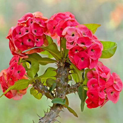 Crown of Thorns Plant Euphorbia Milii Seeds