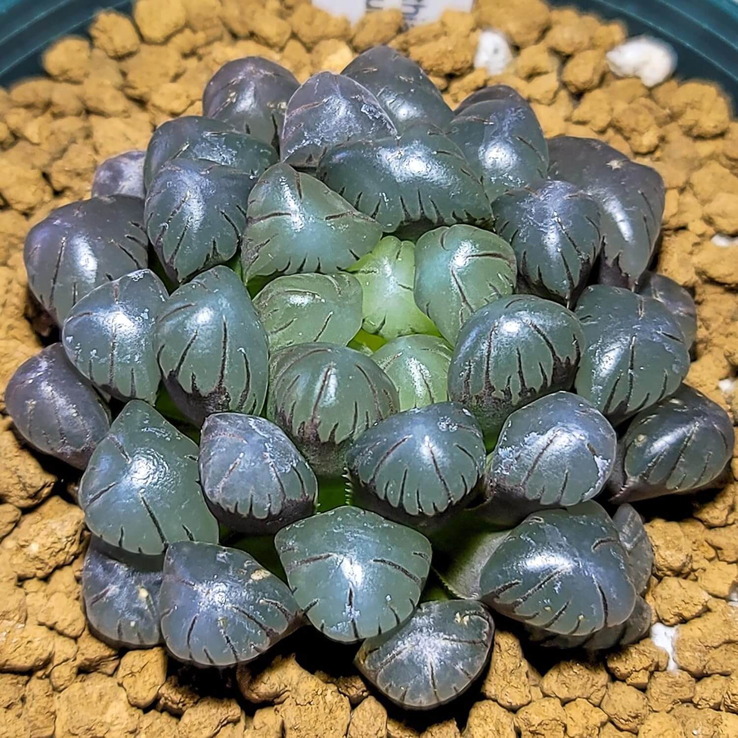 Crystal Succulent Haworthia Obtusa Seeds - Succulent Houseplant Seeds for Planting
