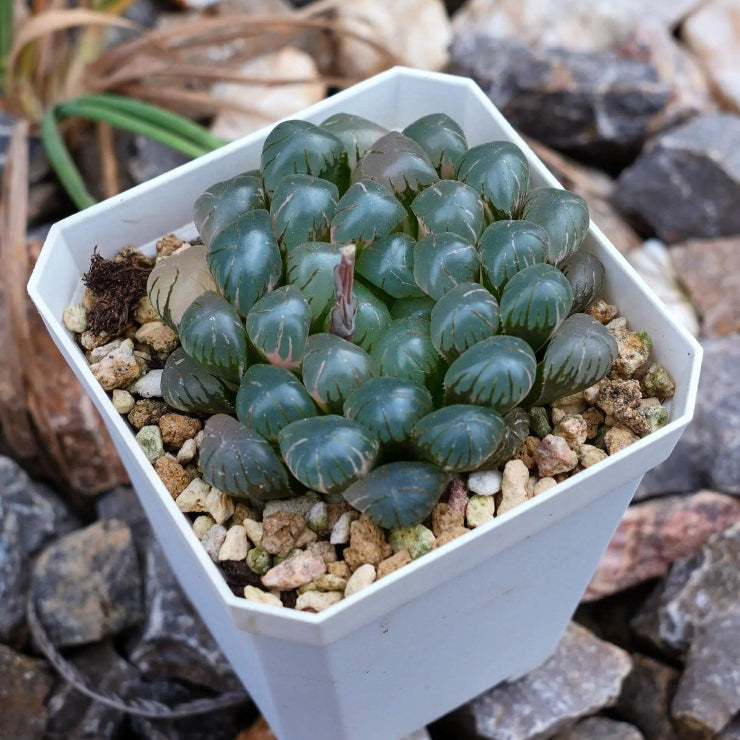 Crystal Succulent Haworthia Obtusa Seeds - Succulent Houseplant Seeds for Planting