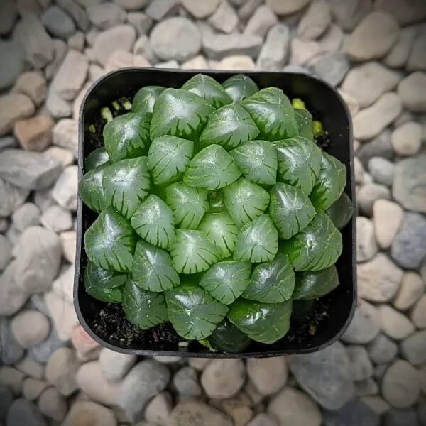 Crystal Succulent Haworthia Obtusa Seeds - Succulent Houseplant Seeds for Planting