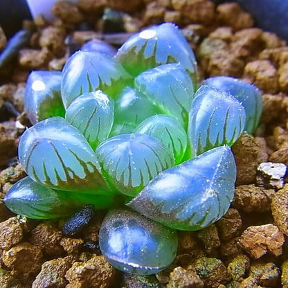 Crystal Succulent Haworthia Obtusa Seeds - Succulent Houseplant Seeds for Planting