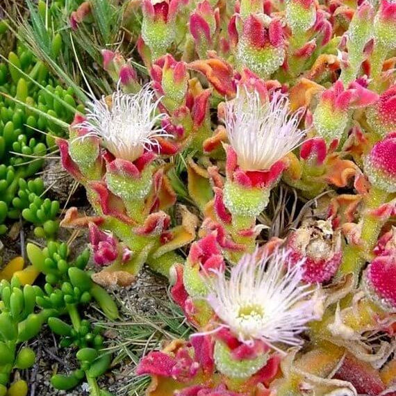 Crystalline Ice Plant Seeds - Heirloom Flower Plant for Home Gardens