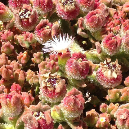Crystalline Ice Plant Seeds - Heirloom Flower Plant for Home Gardens