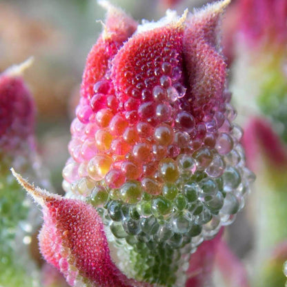 Crystalline Ice Plant Seeds - Heirloom Flower Plant for Home Gardens