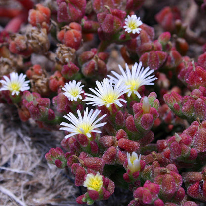 Crystalline Ice Plant Seeds - Heirloom Flower Plant for Home Gardens
