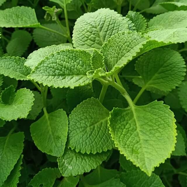 Cuban Mint Seeds - Heirloom Herbal Plant for Home Gardens