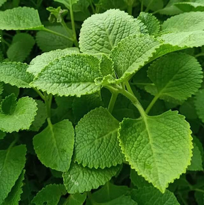 Cuban Mint Seeds - Heirloom Herbal Plant for Home Gardens