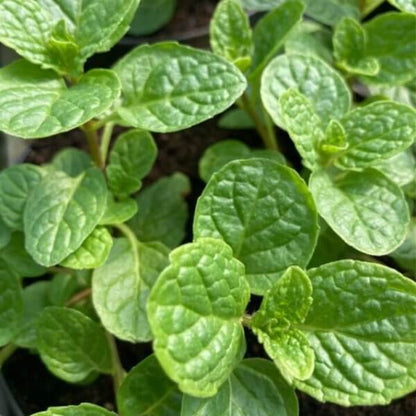 Cuban Mint Seeds - Heirloom Herbal Plant for Home Gardens