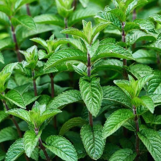 Cuban Mint Seeds - Heirloom Herbal Plant for Home Gardens