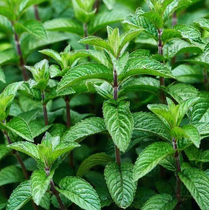 Cuban Mint Seeds - Heirloom Herbal Plant for Home Gardens