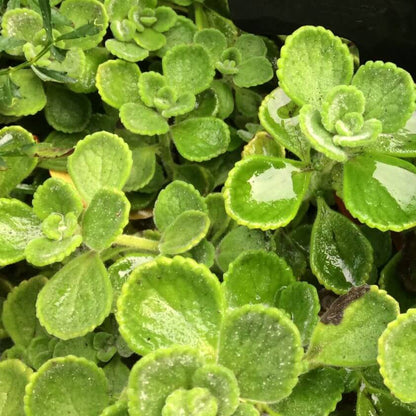 Cuban Mint Seeds - Heirloom Herbal Plant for Home Gardens