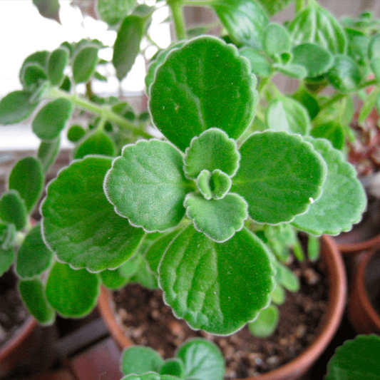 Cuban Oregano Seeds - Herbal Plant