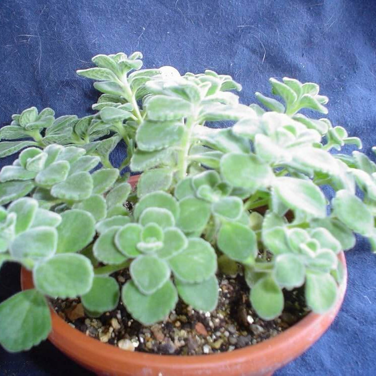 Cuban Oregano Seeds - Herbal Plant
