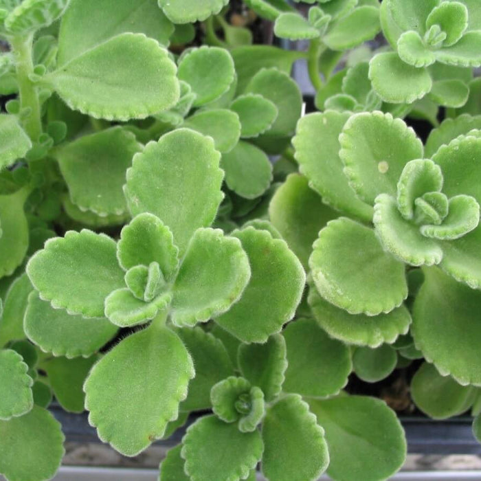 Cuban Oregano Seeds - Herbal Plant