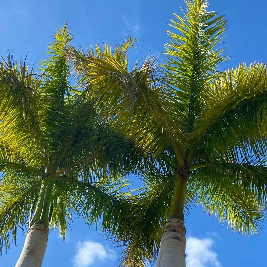 Cuban Royal Palm Seeds 