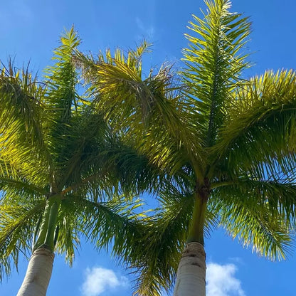 Cuban Royal Palm Seeds 